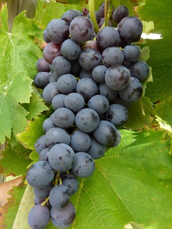 Gamm vert Invivo nous on sème vigne à fruits invivo nous on sème offre