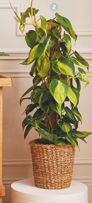 Jardiland Plante verte sur tuteur offre