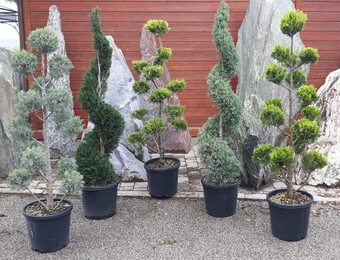Collection de conifères topiaires