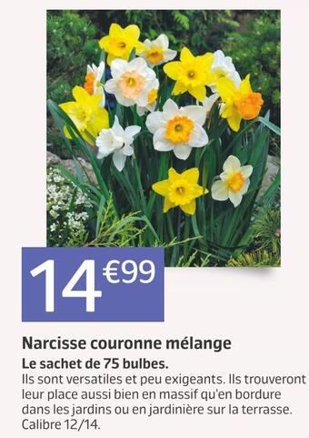 Jardiland Narcisse couronne mélange offre