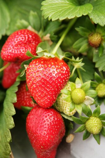 Gamm vert Fraisier offre