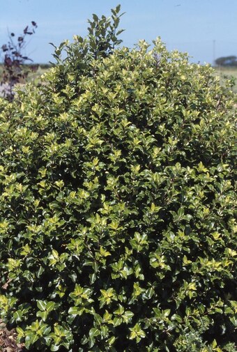 Gamm vert Ecloz pittosporum tenuifolium ecloz offre