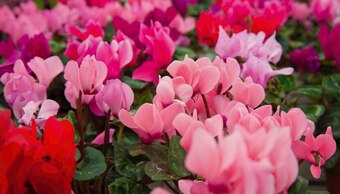 Gamm vert Mini cyclamen offre