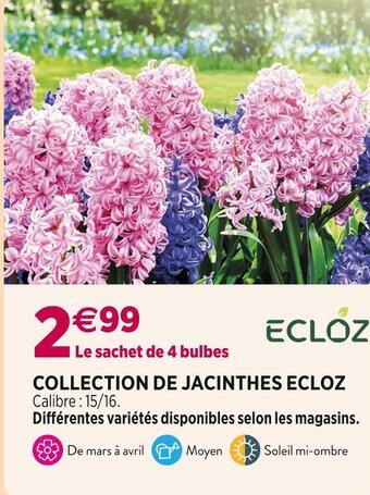 Delbard Ecloz collection de jacinthes offre