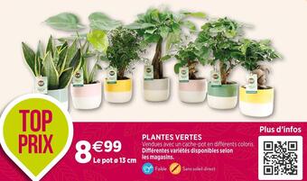 Plantes vertes