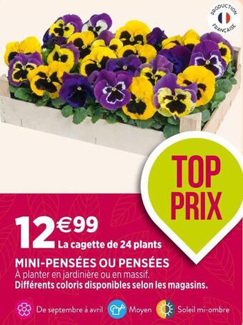 Delbard Mini-pensées ou pensées offre
