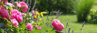 Gamm vert Rosier de jardin offre