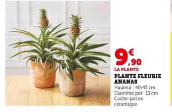 U Express Plante fleurie ananas offre
