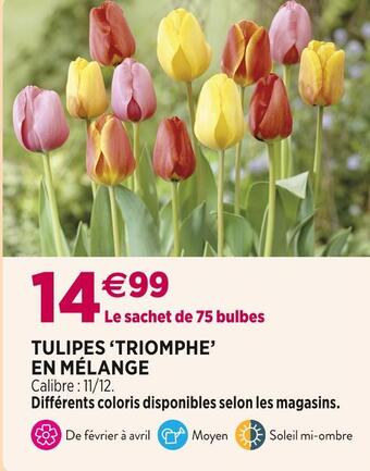 Tulipes âtriompheâ en mĂ©lange