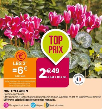 Mini cyclamen