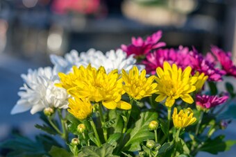ChrysanthĂšme carnaval