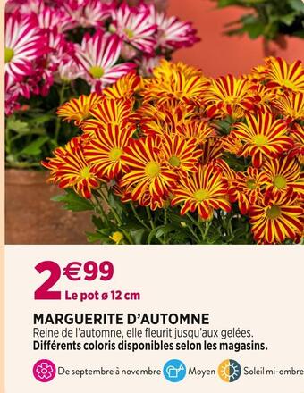 Delbard Marguerite d’automne offre