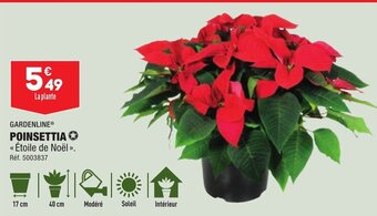 POINSETTIA