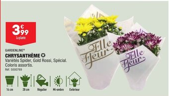 ALDI CHRYSANTHÈME offre
