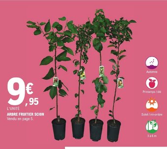 E.Leclerc ARBRE FRUITIER SCION offre