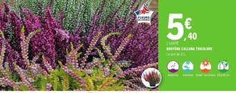 BRUYÈRE CALLUNA TRICOLORE