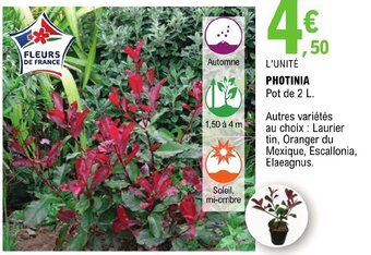 E.Leclerc PHOTINIA offre