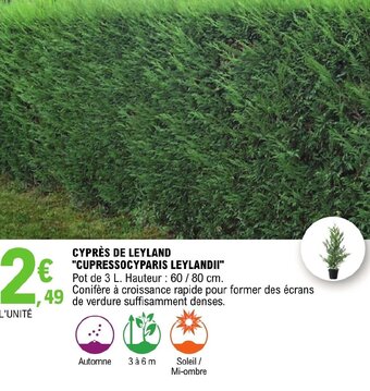 E.Leclerc CYPRÈS DE LEYLAND "CUPRESSOCYPARIS LEYLANDII" offre