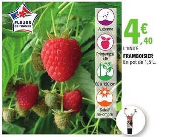 FRAMBOISIER