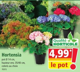 Norma Hortensia offre
