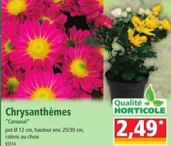 Norma Chrysanthèmes offre