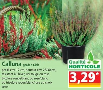 Norma Calluna garden Girls offre