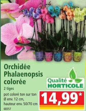 Orchidée Phalaenopsis colorée