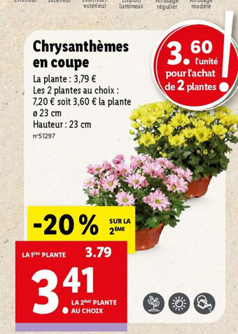 Lidl Chrysanthèmes en coupe offre