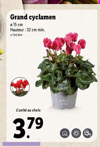 Lidl Grand cyclamen offre