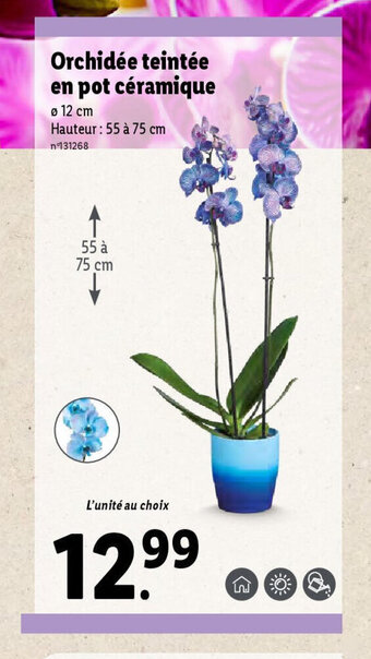 Lidl Orchidée teintée en pot céramique offre