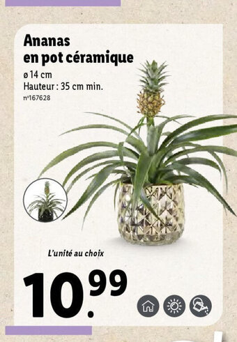 Lidl Ananas en pot céramique offre