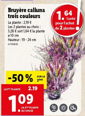 Lidl Bruyère calluna trois couleurs offre