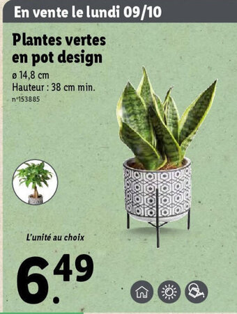 Lidl Plantes vertes en pot design offre