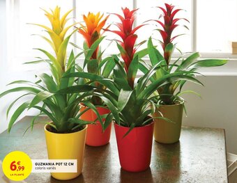 GUZMANIA POT 12 CM