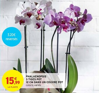 Intermarché PHALAENOPSIS 3 TIGES POT 12 CM DANS UN COUVRE POT offre