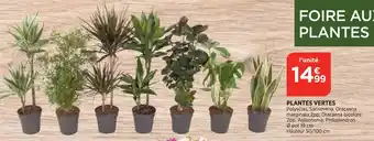 Plantes vertes