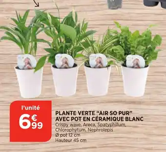 Bi1 Plante verte "air so pur" avec pot en céramique blanc offre