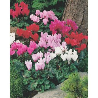 Cyclamen