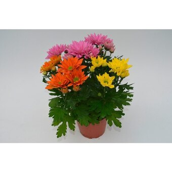 Carrefour Chrysanthème multifleurs offre