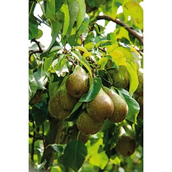 Carrefour Fruitier scion offre
