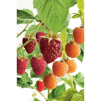 Carrefour Petits fruits offre