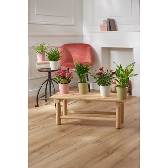 Carrefour Market Plante fleurie ou plante verte (1) offre