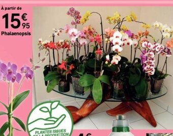Mr Bricolage Phalaenopsis offre