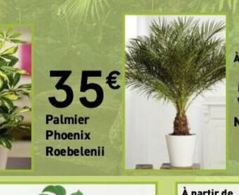 Mr Bricolage Palmier Phoenix Roebelenii offre