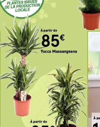 Yucca Massangeana