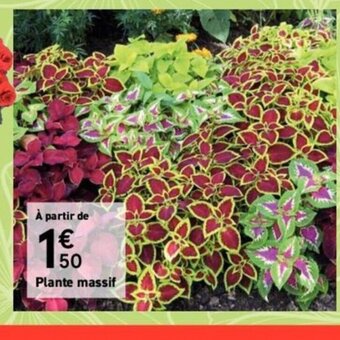 Mr Bricolage Plante massif offre