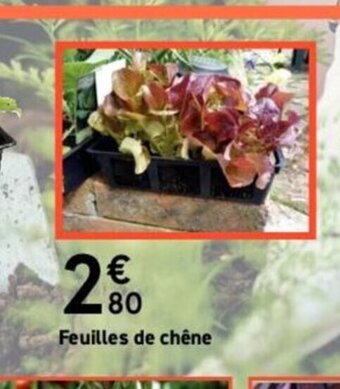 Mr Bricolage Feuilles de chêne offre