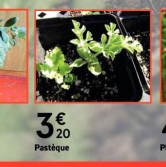 Mr Bricolage Pastèque offre