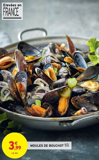 MOULES DE BOUCHOT
