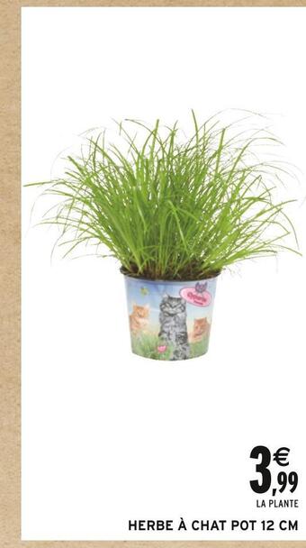 Intermarché Herbe à chat pot 12 cm offre
